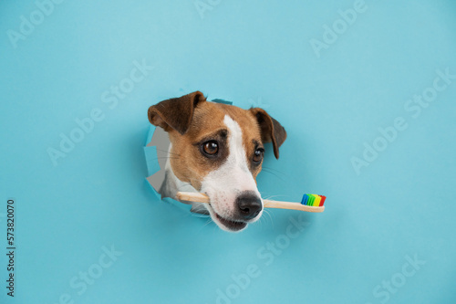 The muzzle of a Jack Russell Terrier sticks out through a hole in a paper blue background and holds an orange toothbrush. © Михаил Решетников