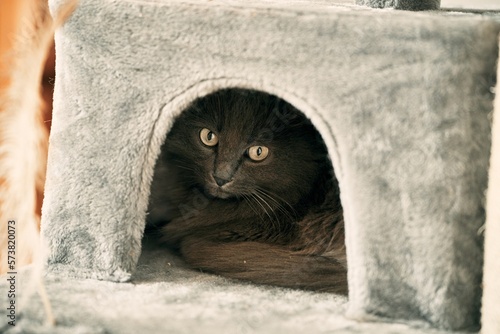 Domestic cat playing. Close-up portrait of a male grey cat.