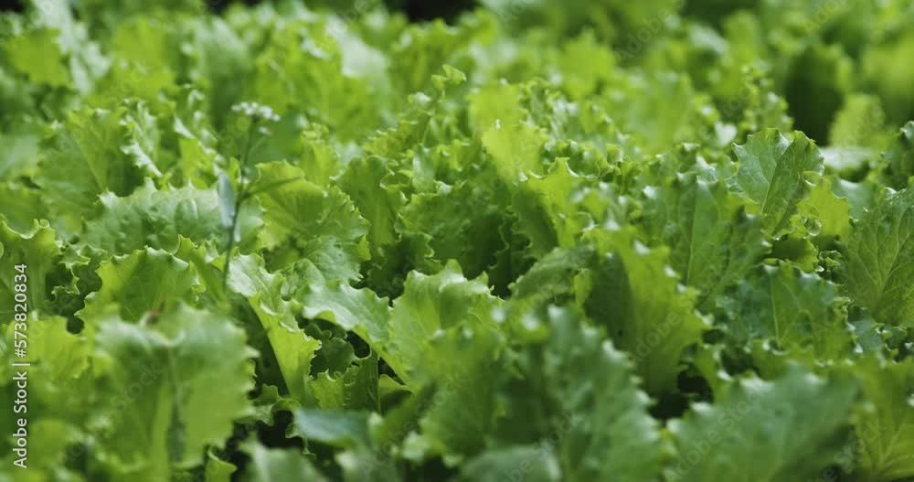 Close-up shot of a young, fresh lettuce growing in a natural, organic garden. Close-up shot of a young, fresh lettuce growing in a natural, organic garden.
