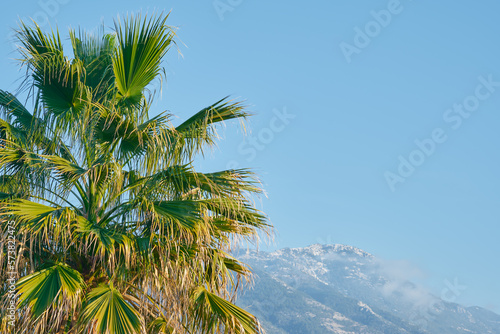 Noon  the sun illuminates the palm trees and snow-capped mountains in the Aegean region  the beginning of spring on the coast  the beginning of spring holidays  the idea for a background or postcard