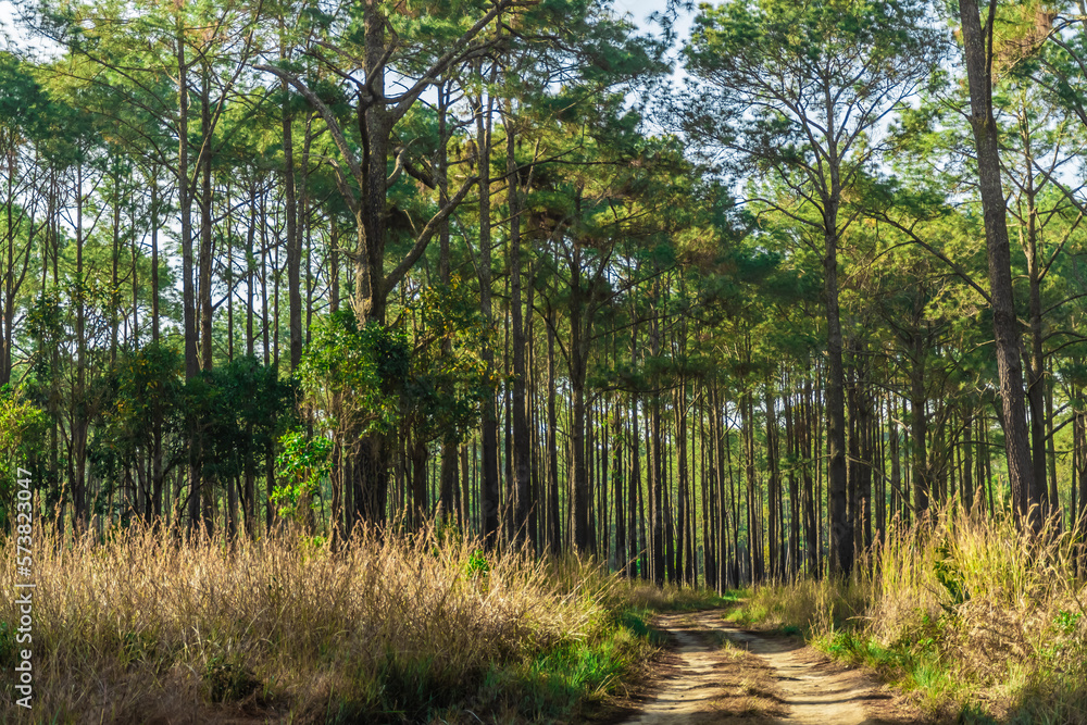 Pine forest in summer at Thung Salaeng Luang National Park, Thailand. Pine forest in summer at Thung Salaeng Luang National Park, Thailand.