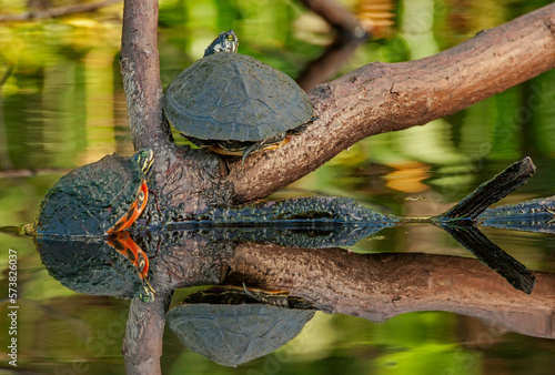 Turtles,Â LoxahatcheeÂ River, Florida, USA photo