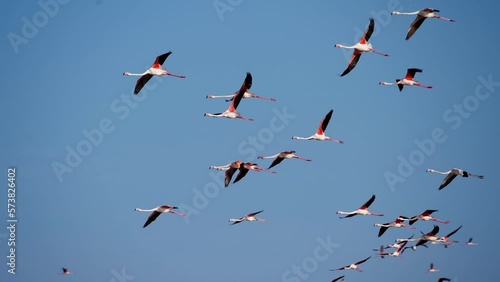 Hundreds of wild colourful flamingos flying in slow motion during sunset