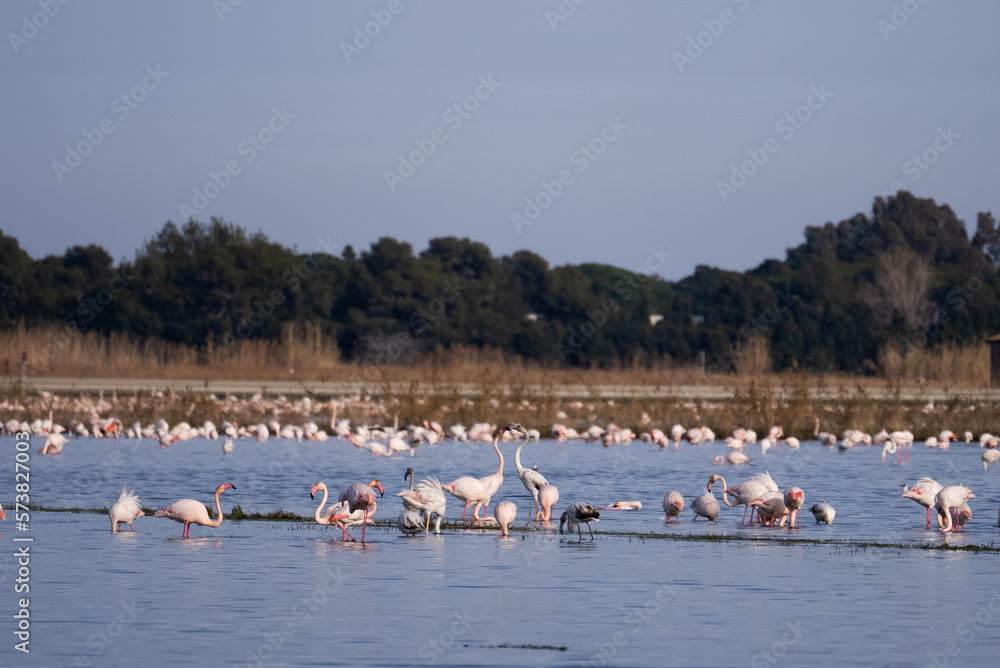Two flamingos fighting among a pack of wild colourful flamingos resting and feeding in a lake during sunset