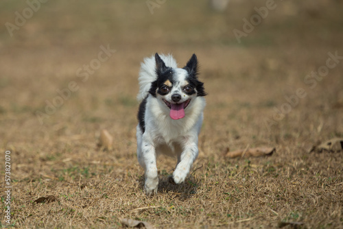 Fun dog,Happy dogs having fun in a field, running on the field,dog running on grass happily. © ownza