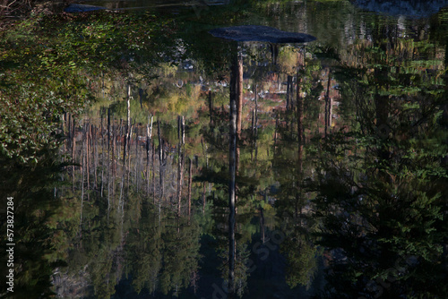 A reflection of a forest in Blodgett Creek, Bitterroot Mountains, Montana. photo