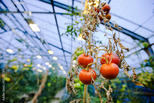 Tomatoes in greenhouse,â€ Hveragerdi, Iceland photo