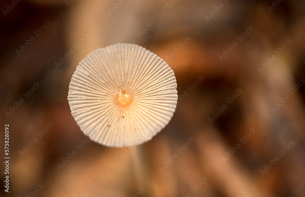 A round mushroom in Calakmul Biosphere Reserve, Campeche state, Yucatan Peninsula, Mexico A round mushroom in Calakmul Biosphere Reserve, Campeche state, Yucatan Peninsula, Mexico
