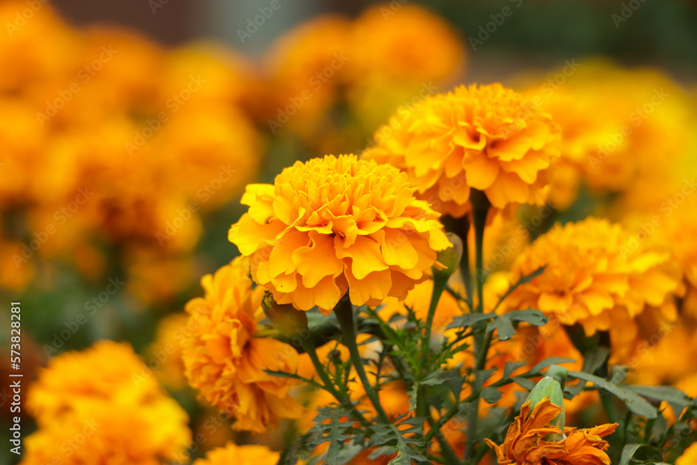French marigolds background. Orange floral background. Orange marigolds. Orange french marigold. Orange flowers backdrop French marigolds background. Orange floral background. Orange marigolds. Orange french marigold. Orange flowers backdrop