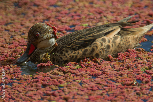 White-cheeked Pintail (Anas bahamensis), Santa Cruz, Galapagos Islands, Ecuador. photo