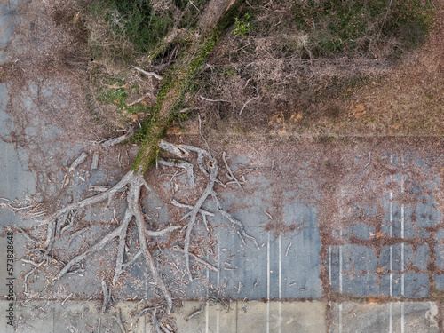 Aerial view of fallen tree, Tucker, Georgia, USA photo