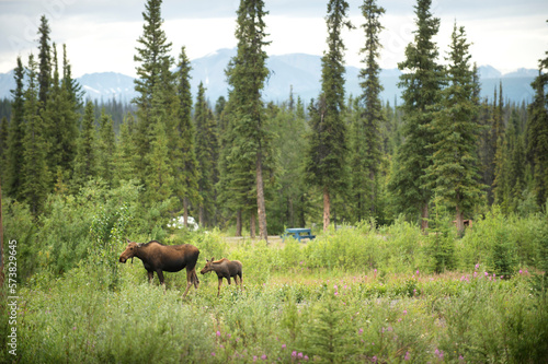 Female moose and calf standing outdoors, British Columbia, Canada photo