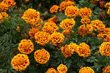 Close up of beautiful marigold flower pattern in the garden.