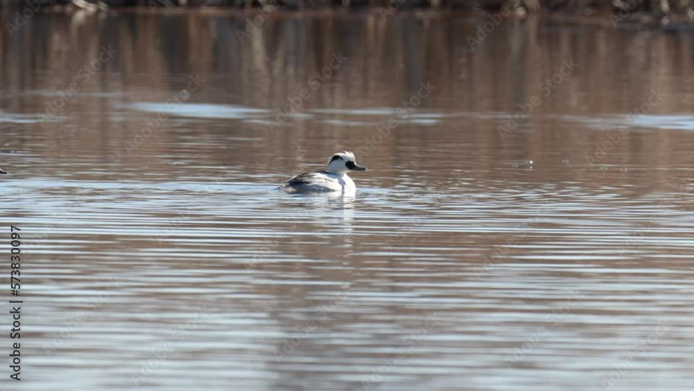smew in a river smew in a river