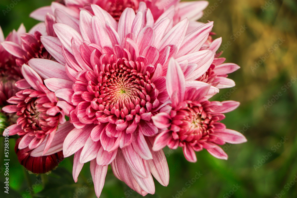 selective focus on pink chrysanthemum flower selective focus on pink chrysanthemum flower