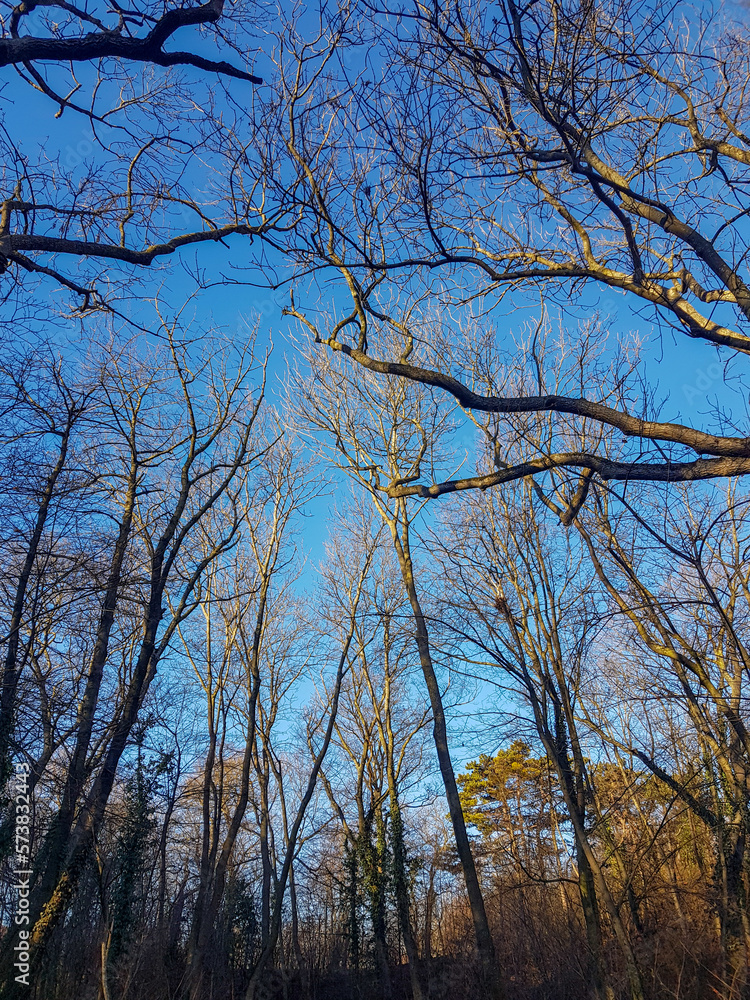 Dry tree trunk with no leaves and blue sky in the background Dry tree trunk with no leaves and blue sky in the background