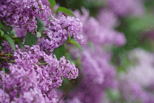 Close Up of beautiful blooming purple lilac flowers