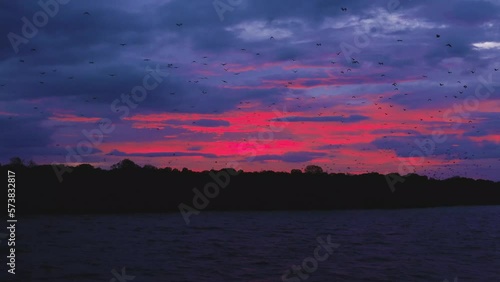 During blood-red sunset, sky fills with thousands of bats flying from an Island photo
