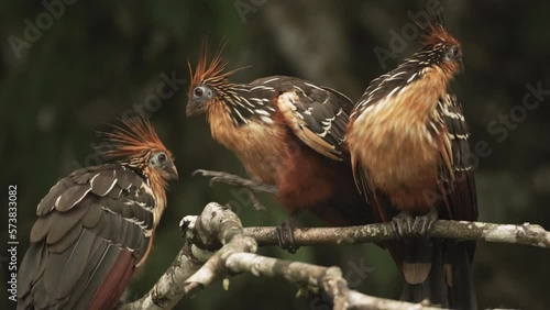 Three colorful hoatzin birds perched on a tree in the jungle - Tight close up shot photo