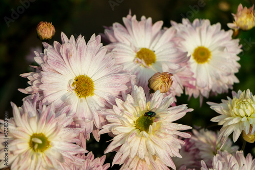 pink chrysanthemum flower in garden