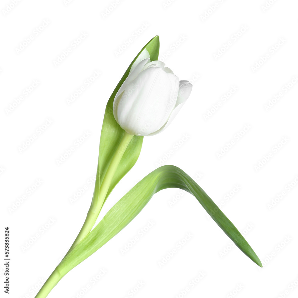 Delicate tulip flower on white background. Women's Day celebration Delicate tulip flower on white background. Women's Day celebration