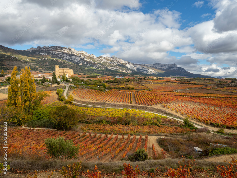 Camino que sube atravesando viñedos en época de vendimia en Samaniego  Rioja Alavesa, Euskadi, España
