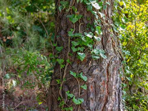 Close-up of a tree trunk with climbing plants in the forest