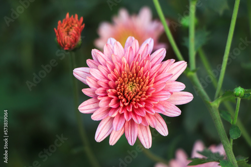 Pink chrysanthemum flower on green background photo