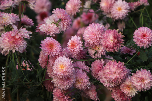 Chrysanthemum flower background, pink chrysanthemum in garden photo
