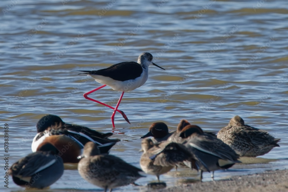 échasse blanche - himantopus himantopus
échasse blanche - himantopus himantopus