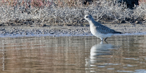 pluvier argent   - pluvialis squatarola 