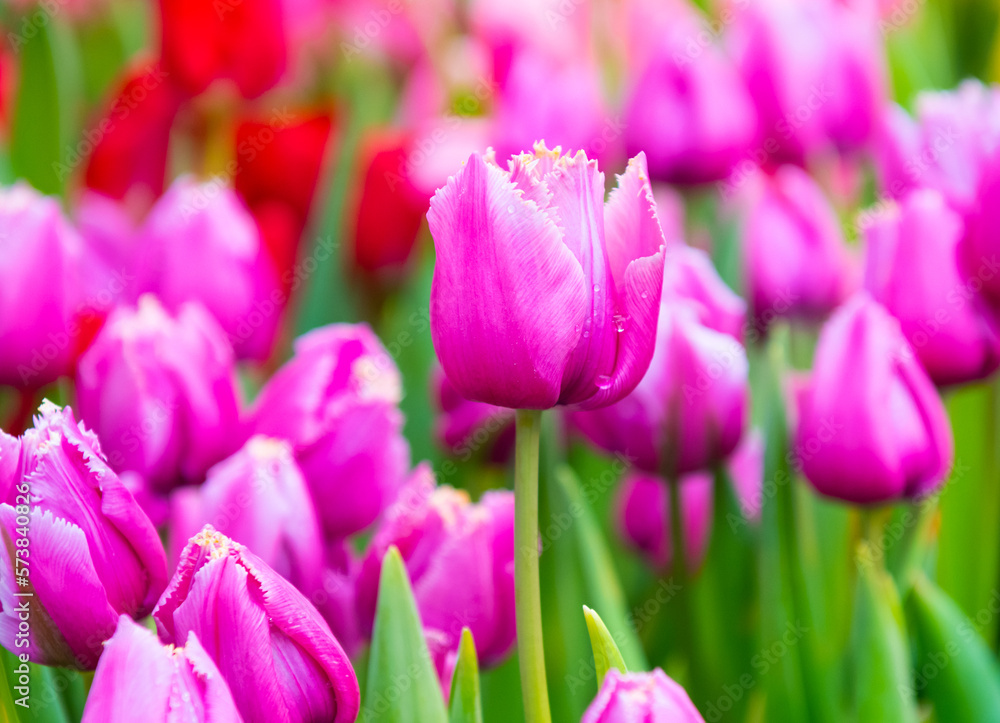 beautiful first spring flowers, pink tulips with water drops beautiful first spring flowers, pink tulips with water drops
