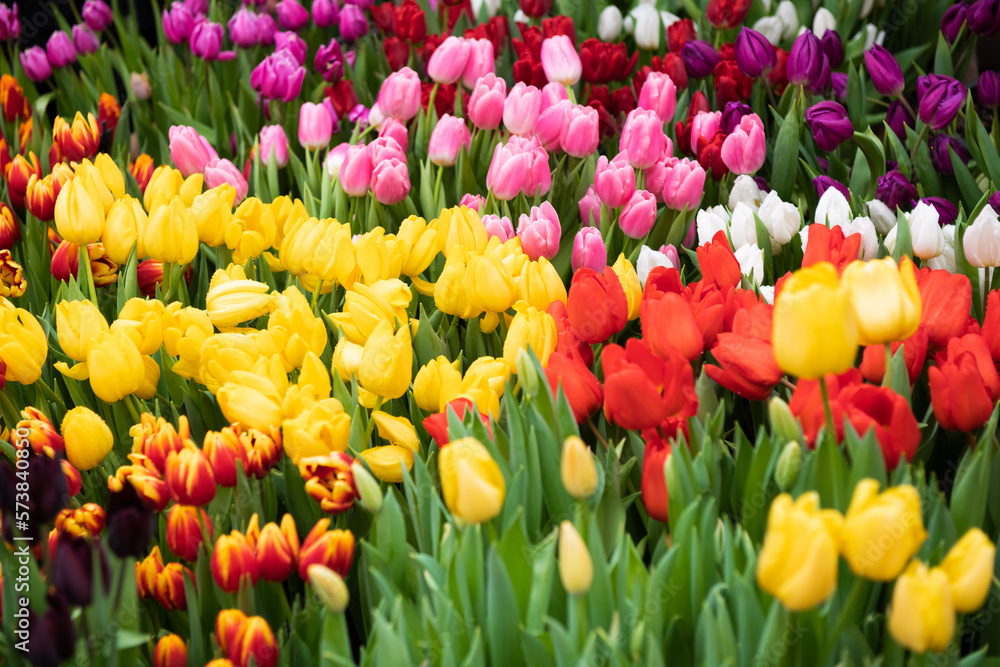 Obraz premium beautiful first spring flowers, colorful tulips