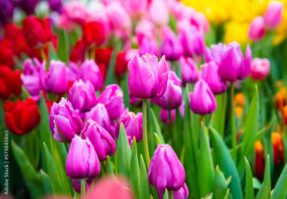beautiful first spring flowers, pink tulips