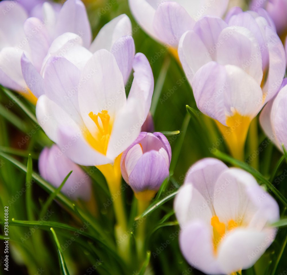 First spring flowers. Violet Crocuses blooming First spring flowers. Violet Crocuses blooming