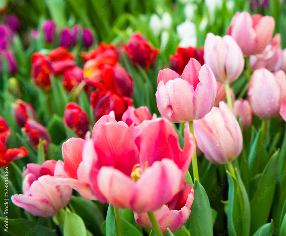 beautiful first spring flowers; pink, red and violet tulips