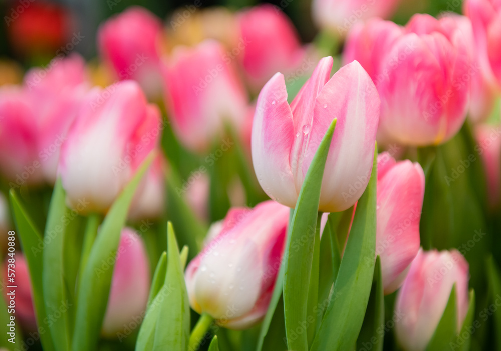 beautiful first spring flowers, pink tulips with water drops beautiful first spring flowers, pink tulips with water drops