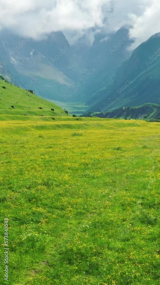 View of wildflower meadow and Caucasus mountains. Vertical video View of wildflower meadow and Caucasus mountains. Vertical video