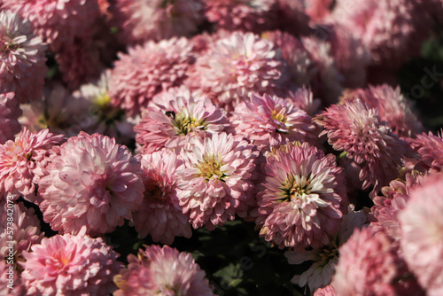 Pink chrysanthemum flower also known as flower of november