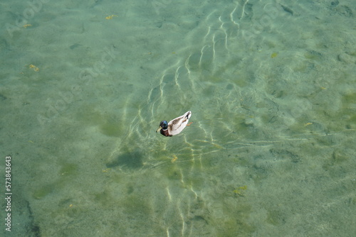 Swimming duck in clear water