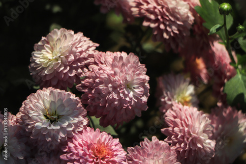 Chrysanthemums in the Nikitsky Botanical Garden, Crimea. flowers chrysanthemum, chrysanthemums in autumn photo