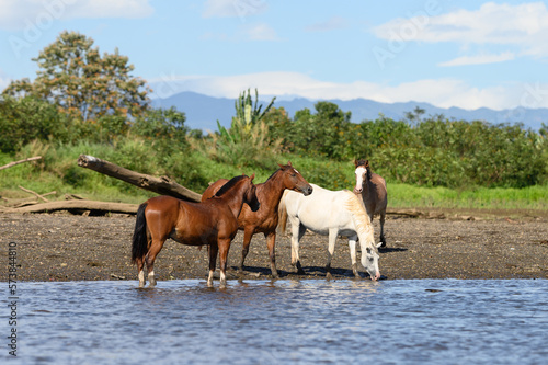 wild horses drinking in the Costa Rica river.