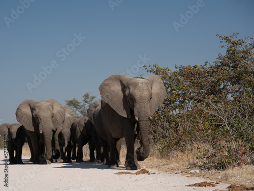 a herd of African elephants walking along the road to the watering hole of namibia
