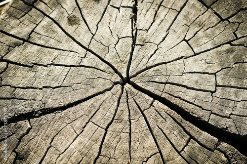 Close up view of tree circles. Cut tree background.