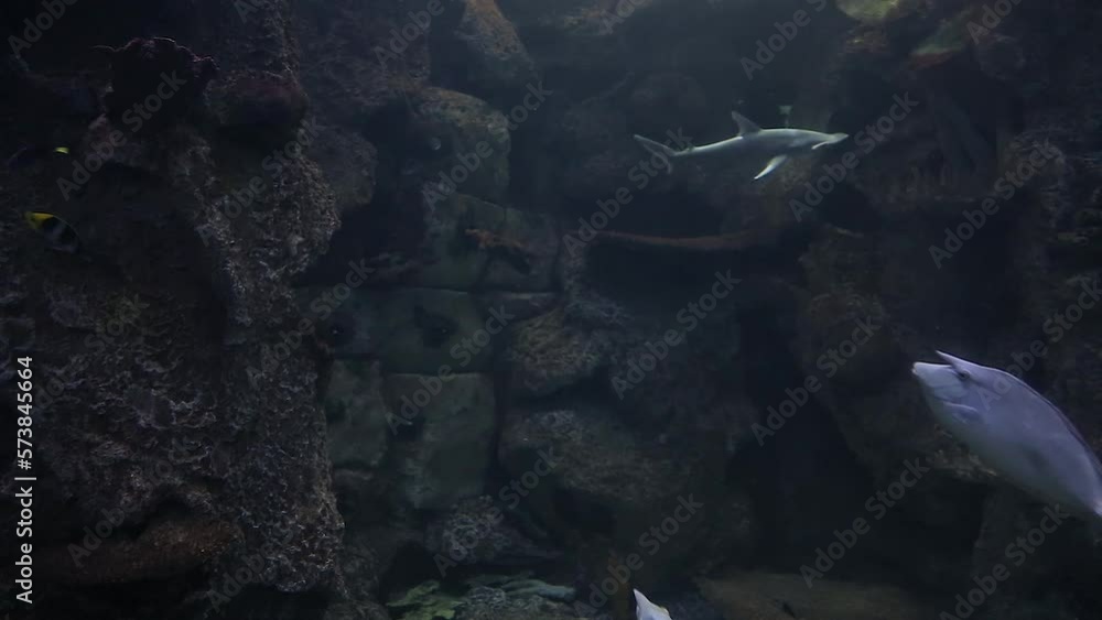 Hammerhead fish in an aquarium swims with other tropical fish. Coral
