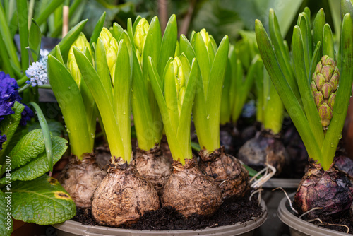 Young sprouting bulbs grow in  flowerpot. Hyacinth flowers. 