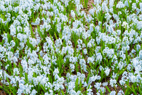 The beautiful spring flowers. White blue flowers Puschkinia  Puschkinia scilloides . Selective focus.