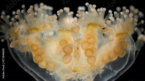 Stalked jellyfishes, sedentary medusa, order Stauromedusae under a microscope, possibly family Haliclystidae, Phylum Cnidaria, attach to algae or other hard surfaces. Barents Sea photo