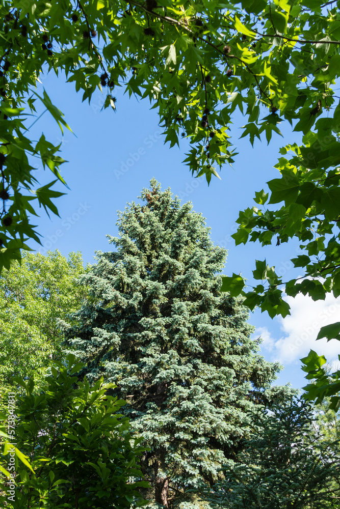 Fototapeta premium Branches with green leaves Liquidambar styraciflua or American sweetgum and tulip tree (Liriodendron tulipifera in the foreground. Blue spruce Picea pungens with blue needles. Selective focus.