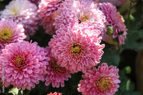 Pink chrysanthemum flower closeup background photo